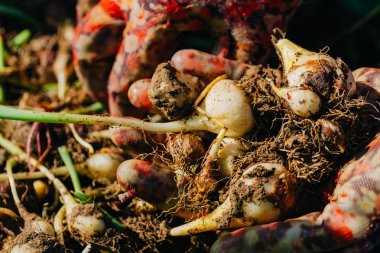 birçok genç lale soğan yakın çekim elinde yalan