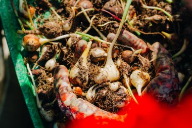 birçok genç lale soğan yakın çekim elinde yalan