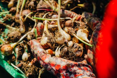 birçok genç lale soğan yakın çekim elinde yalan
