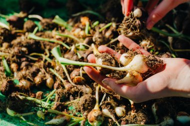 birçok genç lale soğan yakın çekim elinde yalan
