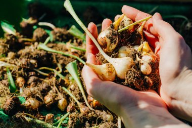 birçok genç lale soğan yakın çekim elinde yalan