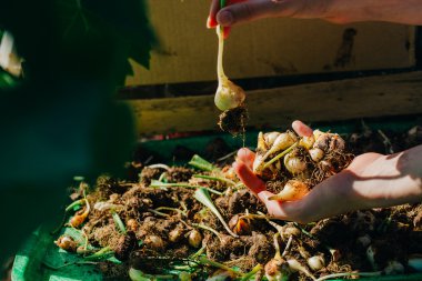 birçok genç lale soğan yakın çekim elinde yalan