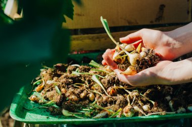 birçok genç lale soğan yakın çekim elinde yalan