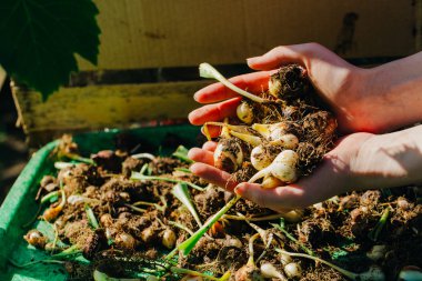 birçok genç lale soğan yakın çekim elinde yalan