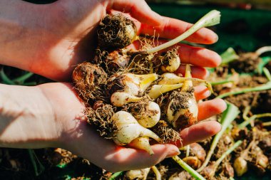 birçok genç lale soğan yakın çekim elinde yalan