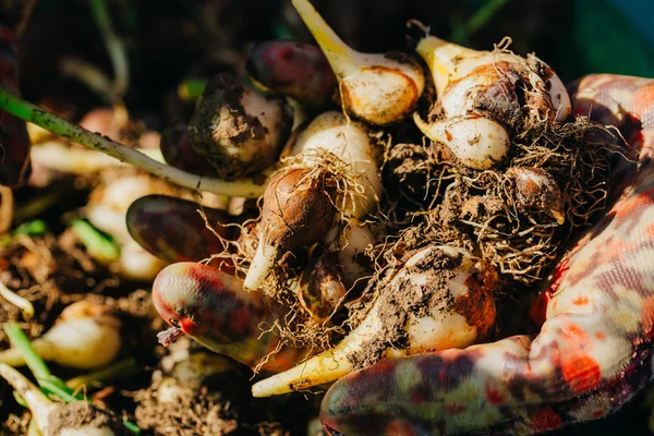 birçok genç lale soğan yakın çekim elinde yalan