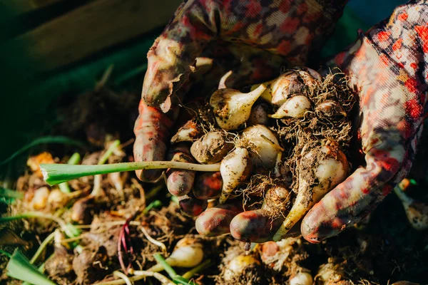 Många unga tulpan lök ligga i händerna på en närbild — Stockfoto