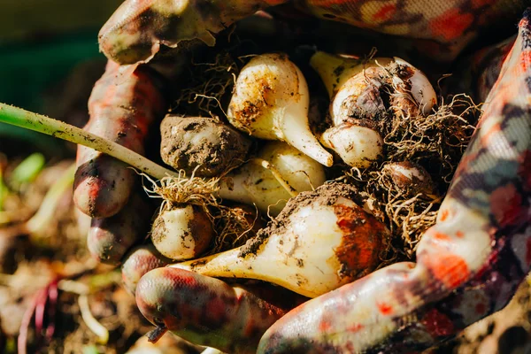 many young tulip onions lie in the hands of a close-up