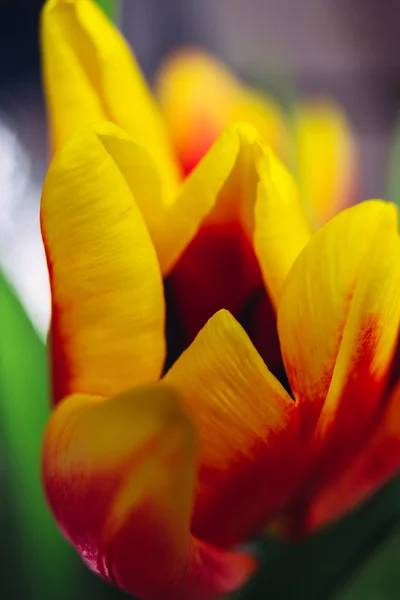 Bukiet świeżych tulipany strzał szczegół makro — Zdjęcie stockowe