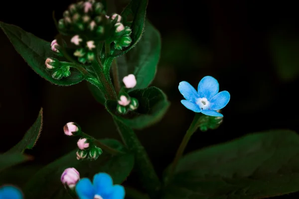 Muchas pequeñas flores silvestres azules sobre un fondo de hojas verdes —  Fotos de Stock