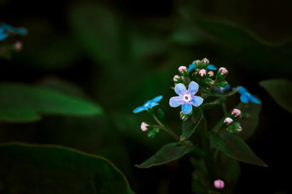 Muchas pequeñas flores silvestres azules sobre un fondo de hojas verdes —  Fotos de Stock