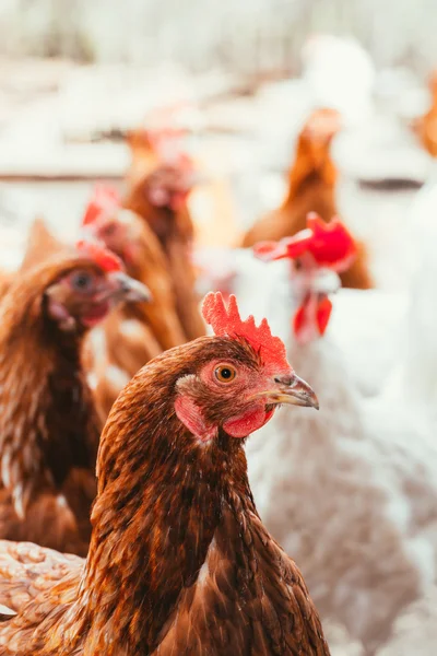 Pollo e gallo passeggiando per il cortile — Foto Stock