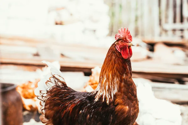 Poulet et coq marchant autour de la cour — Photo