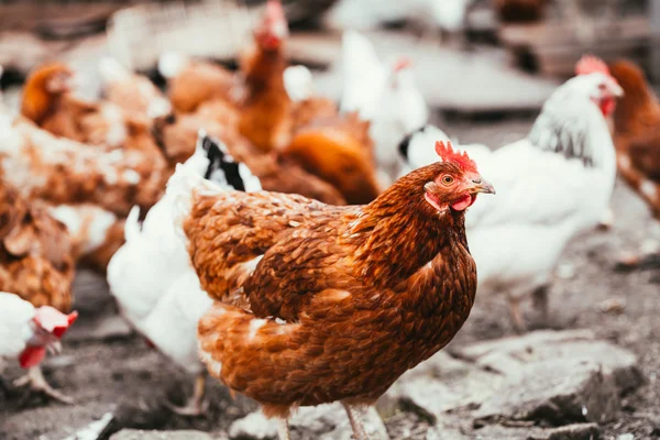 Pollo e gallo passeggiando per il cortile — Foto Stock