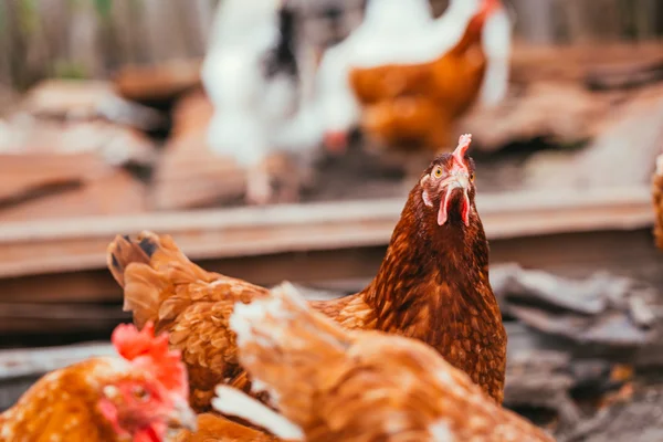 Poulet et coq marchant autour de la cour — Photo