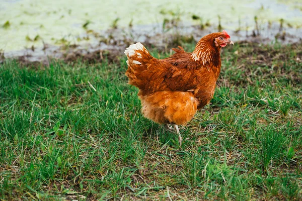 Colorazione marrone pollo rustico su uno sfondo di erba — Foto Stock