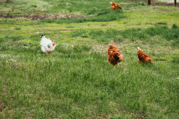 Chicken and rooster walking in the grass — Stock Photo, Image