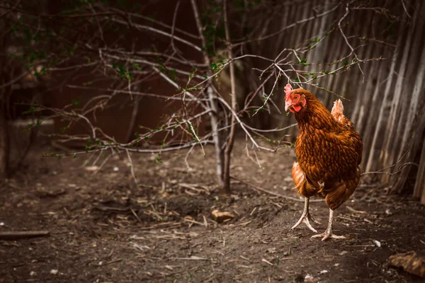 Деревенская курица коричневого цвета на фоне травы — стоковое фото