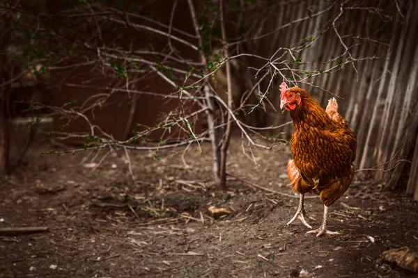 Rustic chicken brown coloring on a background of grass — Stock Photo, Image