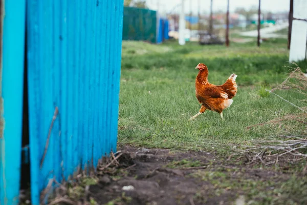 Color marrón pollo rústico sobre un fondo de hierba —  Fotos de Stock