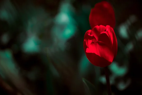 Красные тюльпаны на размытом зеленом фоне и листьях — стоковое фото