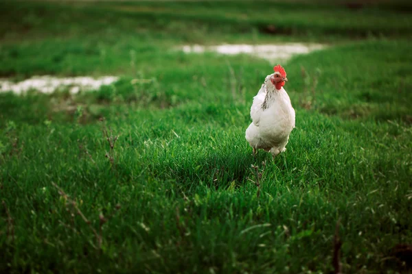 Rustic chicken white coloring on a background of grass — Stock Photo, Image