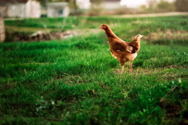 Rustic chicken brown coloring on a background of grass — Stock Photo, Image