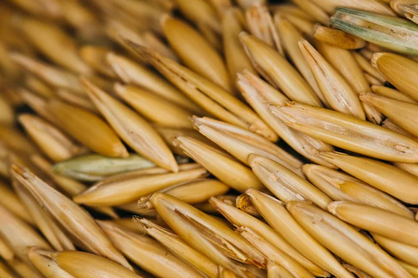 Lot of fresh beans close-up oats — Stock Photo, Image