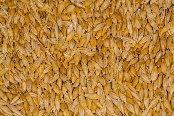 lot of fresh grains wheat close-up