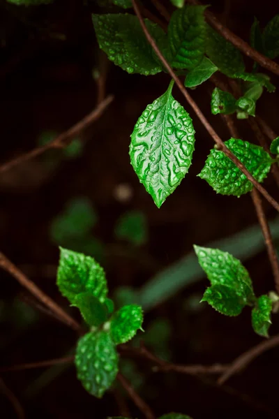 Зеленые листья на фоне природы — стоковое фото