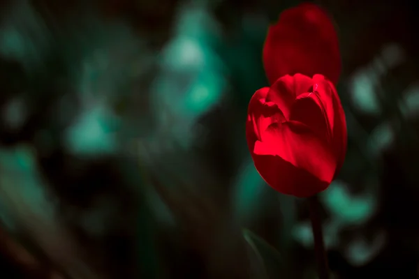 Červené tulipány na rozmazané zeleným pozadím a list — Stock fotografie