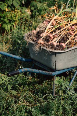 Bir el arabası yeşil çim zemin üzerine taze sarımsak