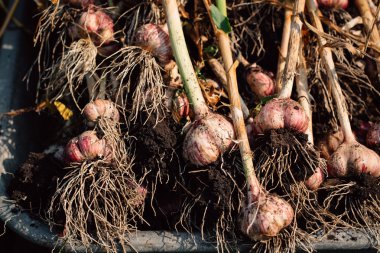 Bir el arabası yeşil çim zemin üzerine taze sarımsak