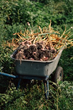 Bir el arabası yeşil çim zemin üzerine taze sarımsak