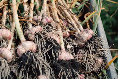 Bir el arabası yeşil çim zemin üzerine taze sarımsak