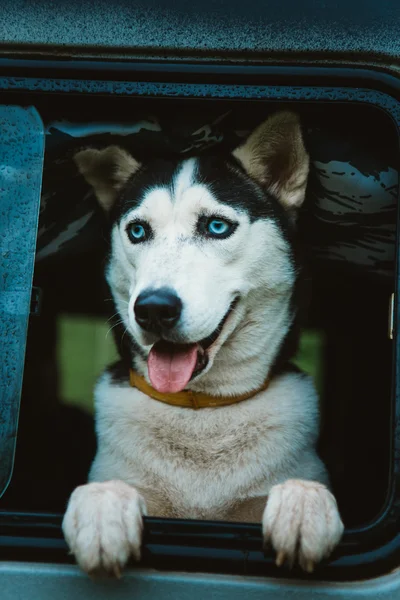 Husky anjing sedih melihat keluar jendela sambil duduk di dalam mobil — Stok Foto