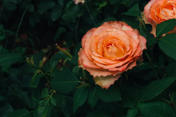 Θάμνος ροζ τριαντάφυλλο σε ένα φόντο από φύλλα — Φωτογραφία Αρχείου