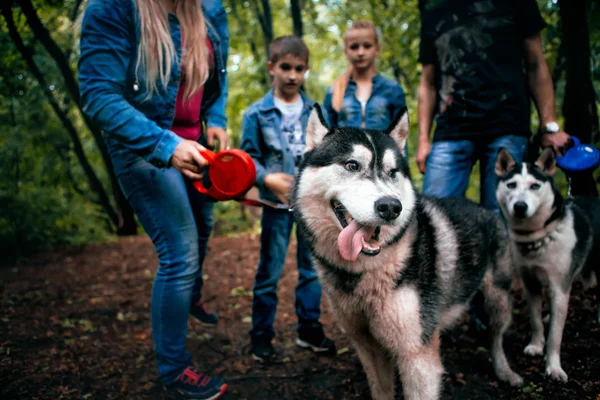 Familia con niños, y perros husky en el bosque —  Fotos de Stock