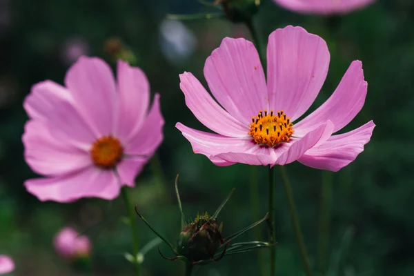 Cosmos coloridos flores closeup — Fotografia de Stock