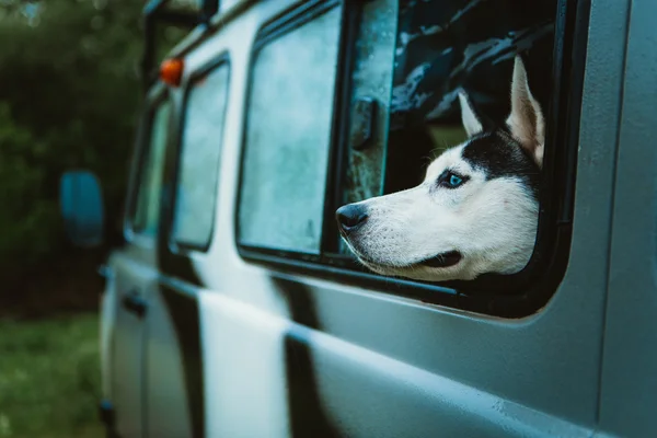 Sad dog Husky looks out of the window while sitting in the car — Stock Photo, Image