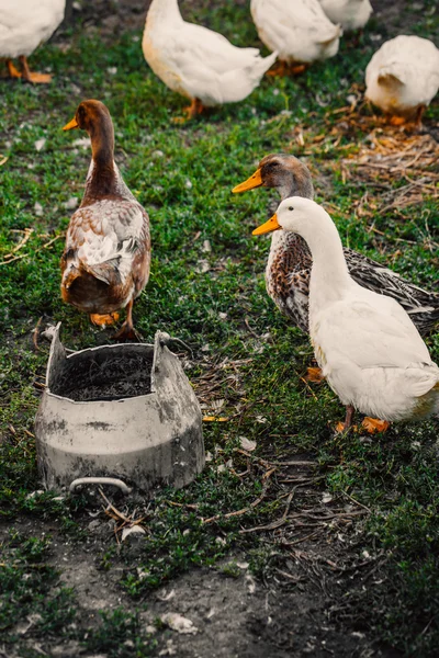 Eenden in een dorp lopen op het gazon — Stockfoto