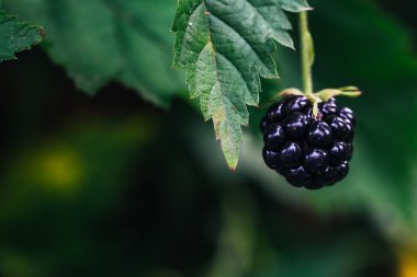 bir çalı üzerinde büyüyen böğürtlen yaprakları arka plan