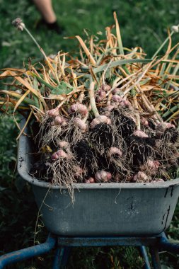 Bir el arabası yeşil çim zemin üzerine taze sarımsak