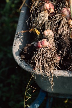 Bir el arabası yeşil çim zemin üzerine taze sarımsak