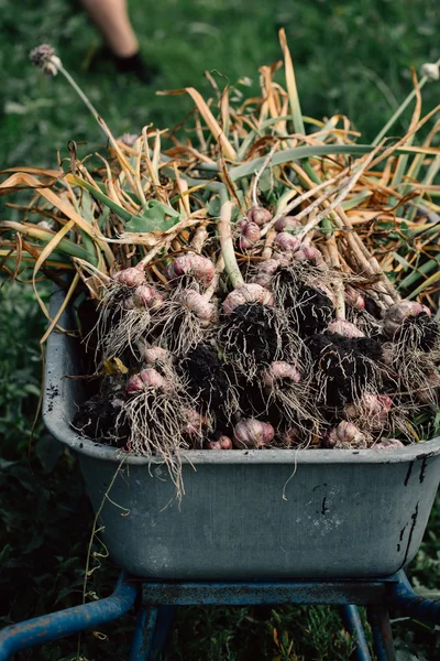 Bir el arabası yeşil çim zemin üzerine taze sarımsak