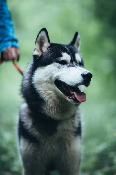 Potret anjing liar yang indah di hutan — Stok Foto