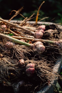 Bir el arabası yeşil çim zemin üzerine taze sarımsak