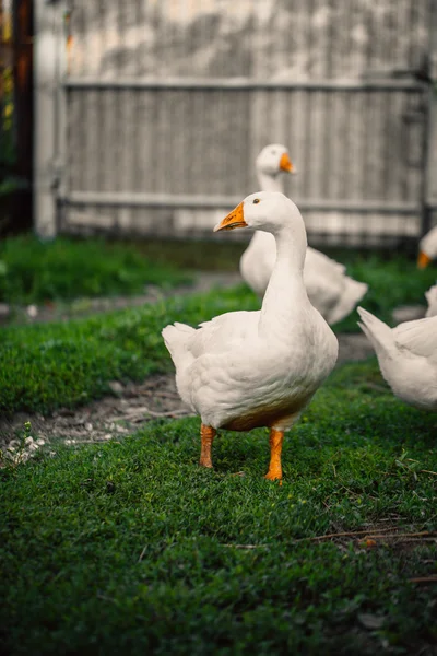 Ganzen in een dorp lopen op het gazon — Stockfoto