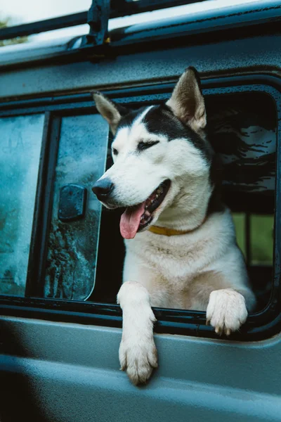 Ledsna hund Husky ser ut genom fönstret när man sitter i bilen — Stockfoto