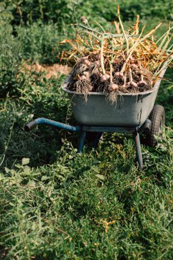 Bir el arabası yeşil çim zemin üzerine taze sarımsak